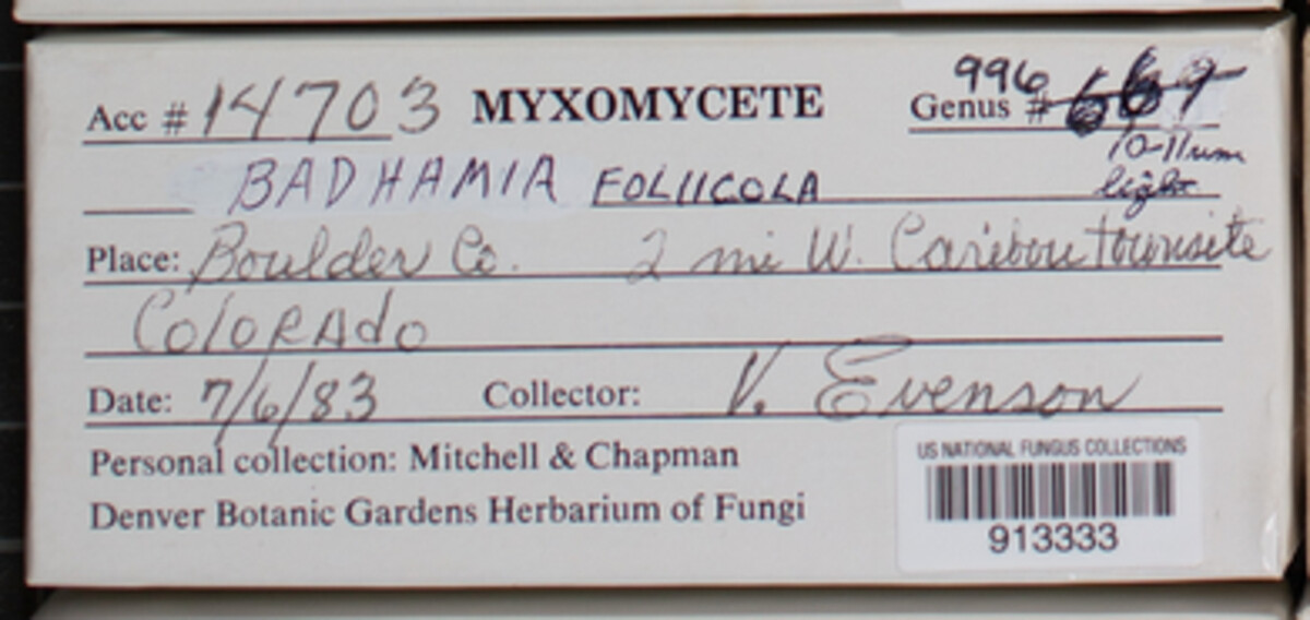 Badhamia foliicola image